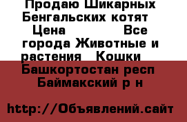 Продаю Шикарных Бенгальских котят › Цена ­ 17 000 - Все города Животные и растения » Кошки   . Башкортостан респ.,Баймакский р-н